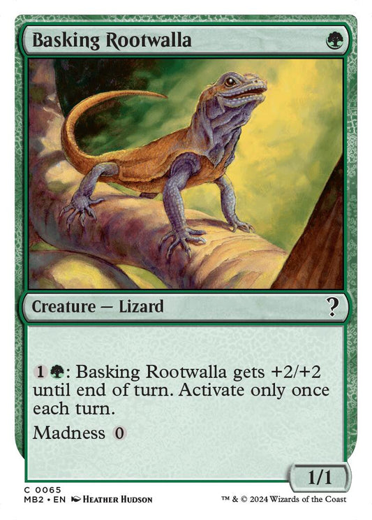 Basking Rootwalla (White Border)